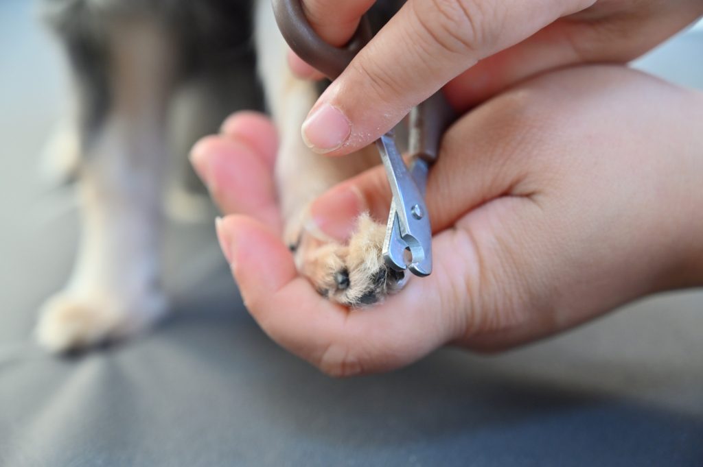 犬　爪切り