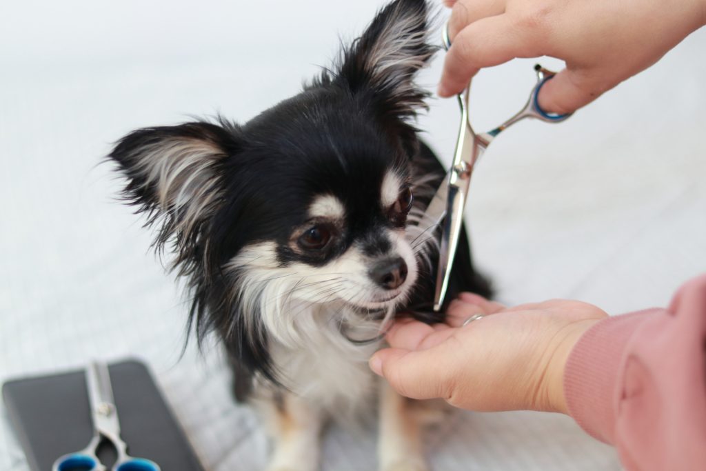 チワワ　トリミング